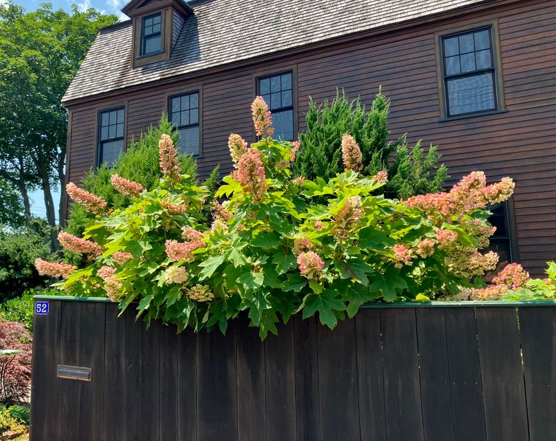 Oakleaf Hydrangea