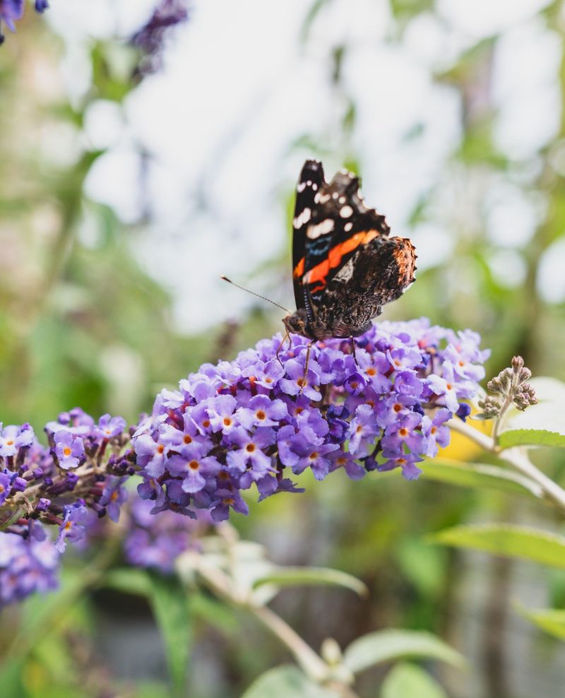 Butterfly Bush