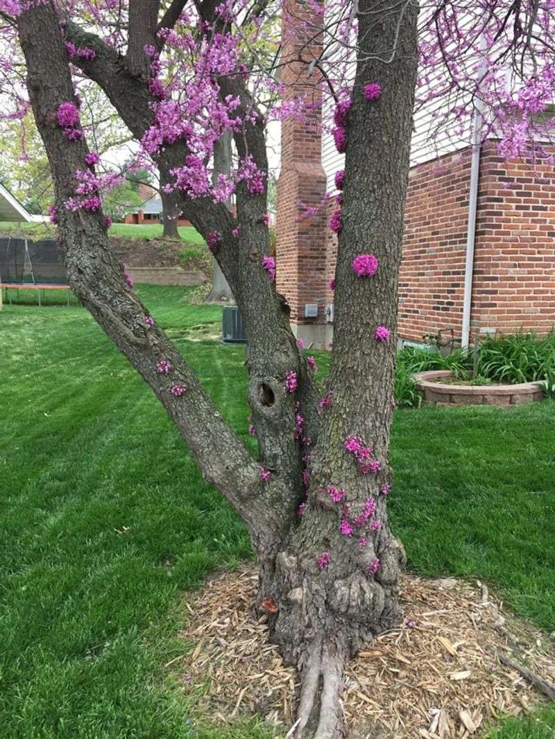 Redbud: Missouri's Spring Sensation