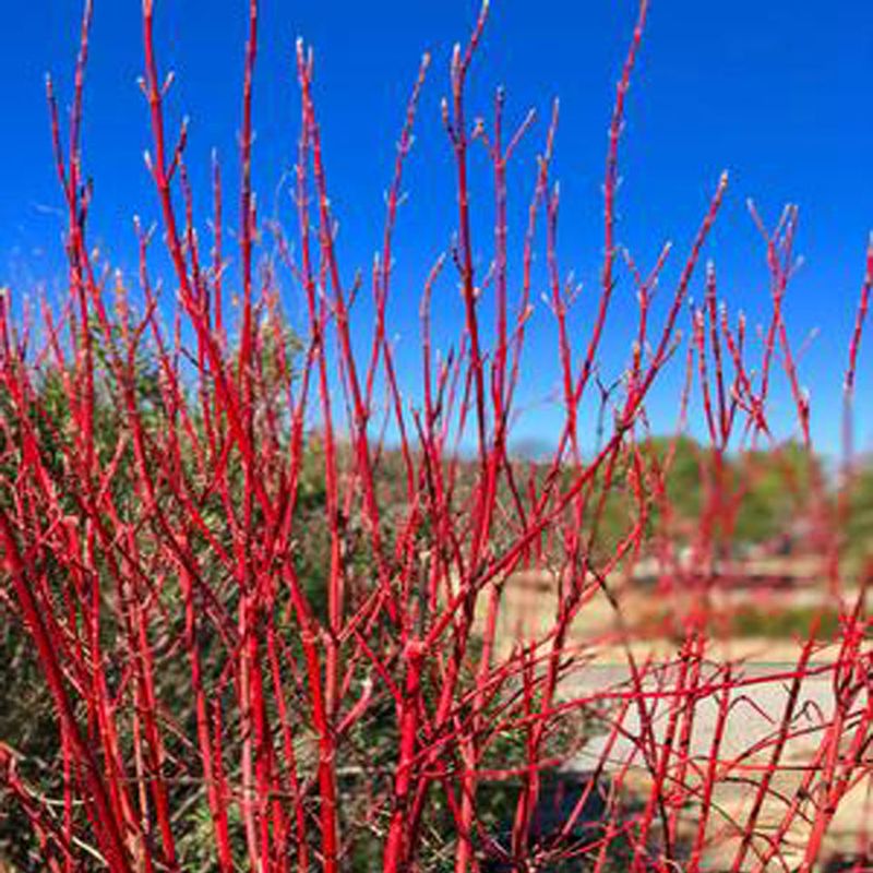 Redtwig Dogwood
