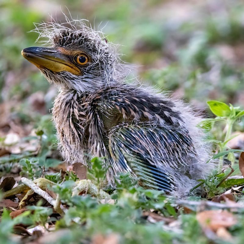 Yellow-crowned Night Heron's Subtle Elegance