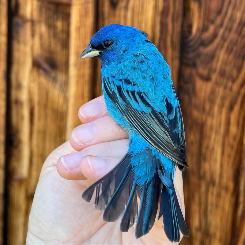 Indigo Bunting's Electric Blue Feathers