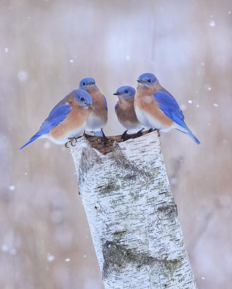 Eastern Bluebird: Sky-Blue Charmer