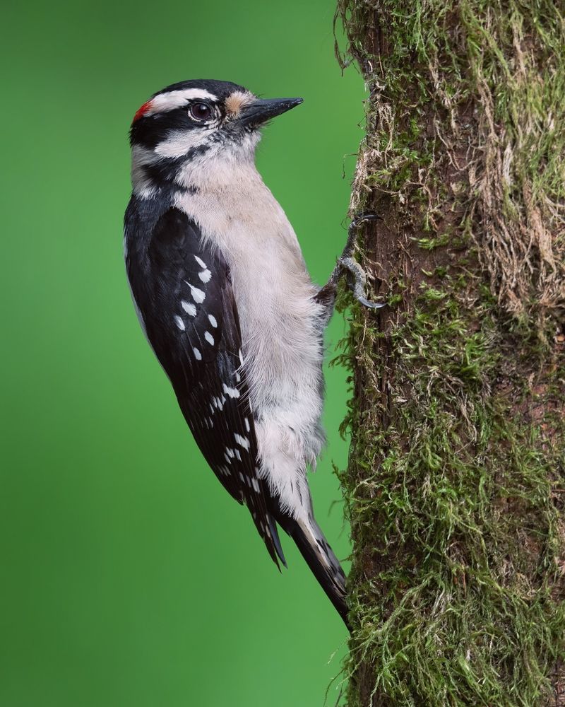 Downy Woodpecker