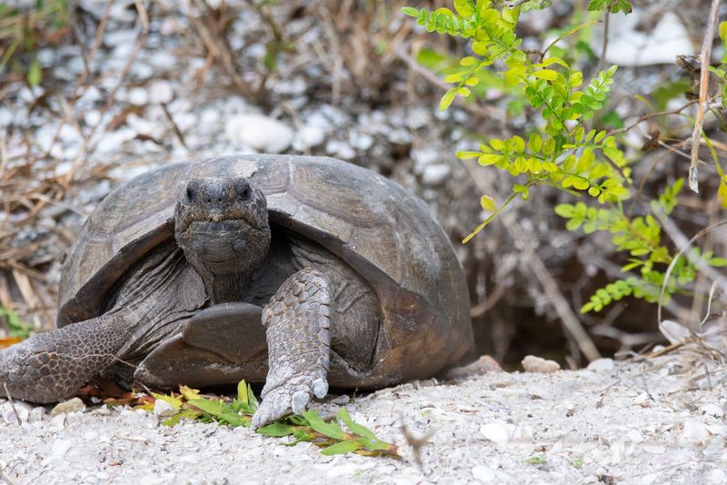 Gopher Tortoises Creating Habitat