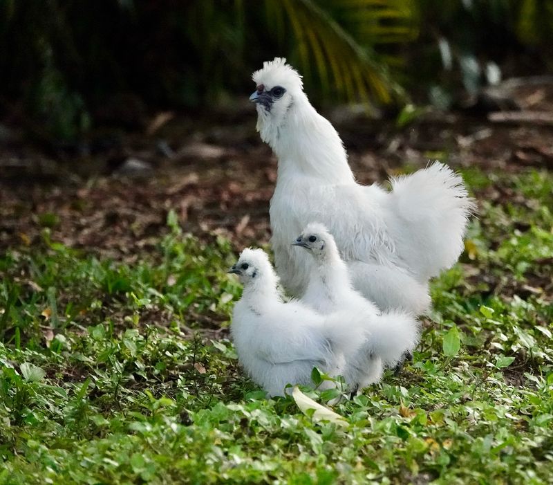 Silkie Chickens