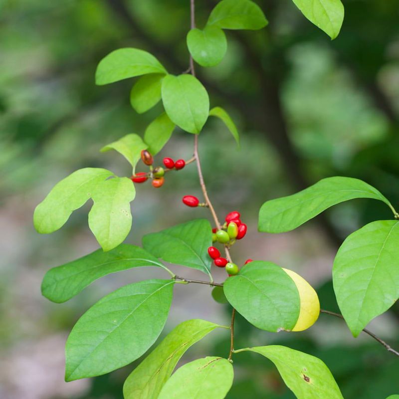 Spicebush