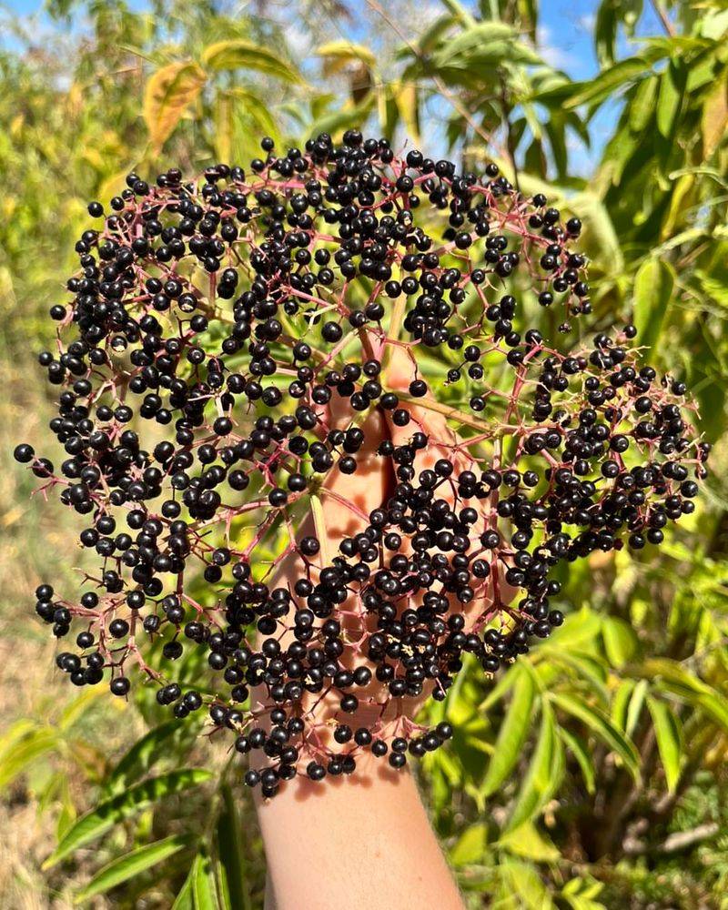 Elderberry Shrubs