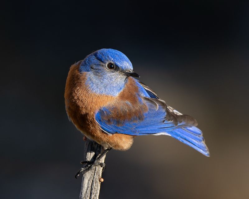 Western Bluebird: The Cavity-Nesting Beauty