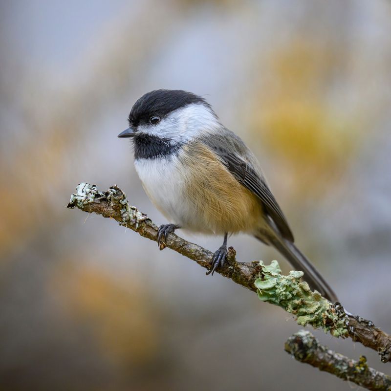 Black-capped Chickadee