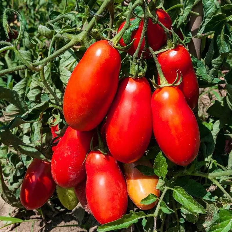 San Marzano