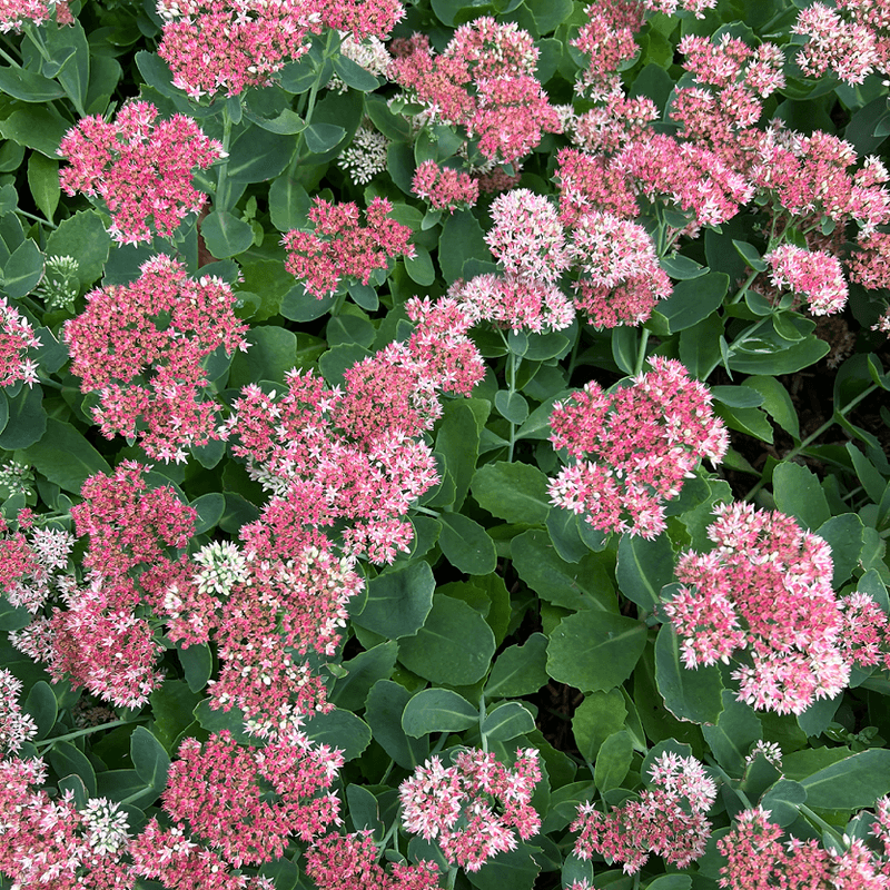Sedum 'Autumn Joy'