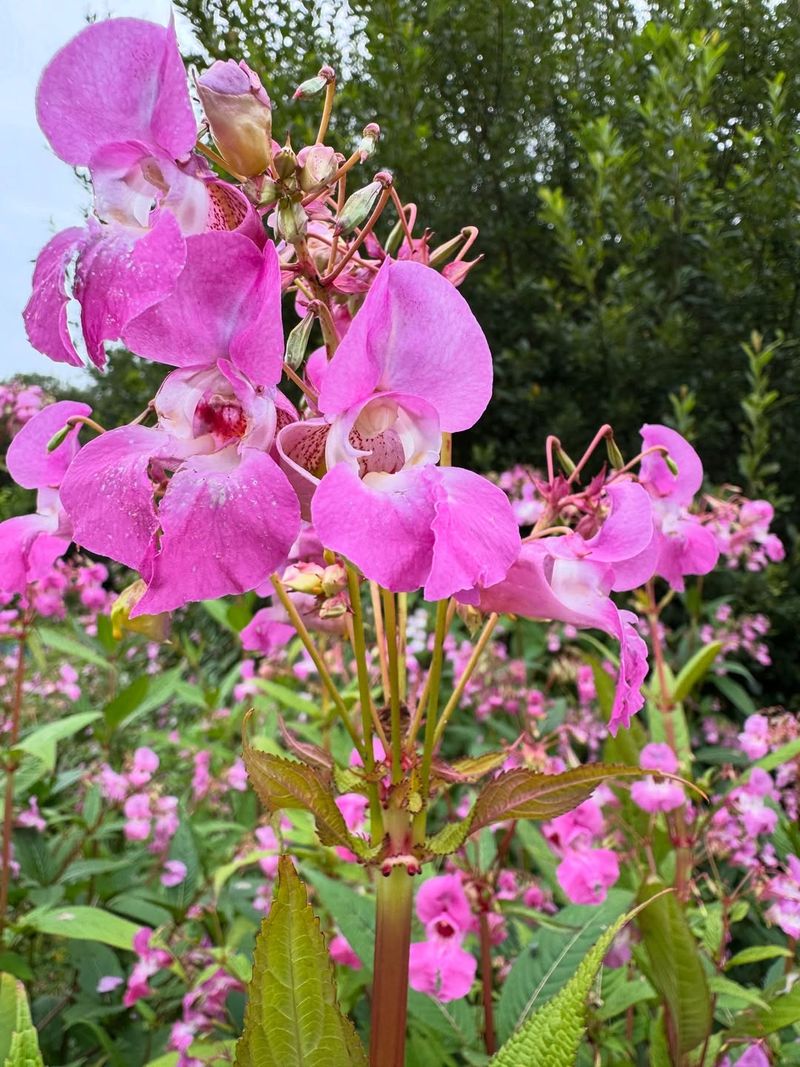 Himalayan Balsam