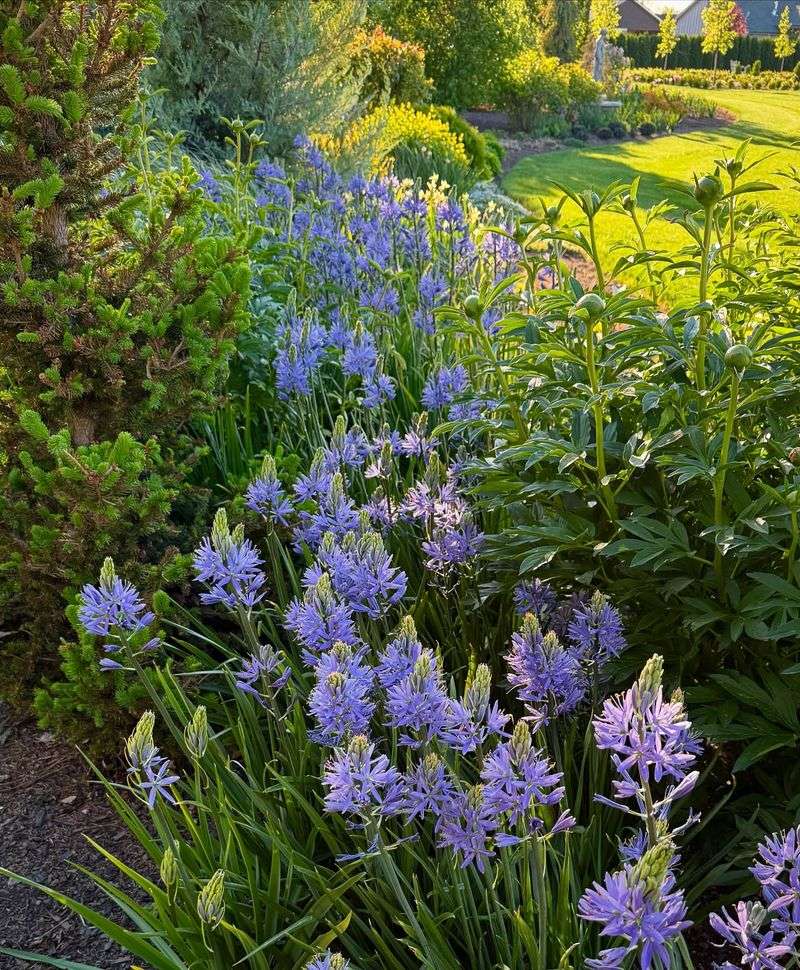 Camassia