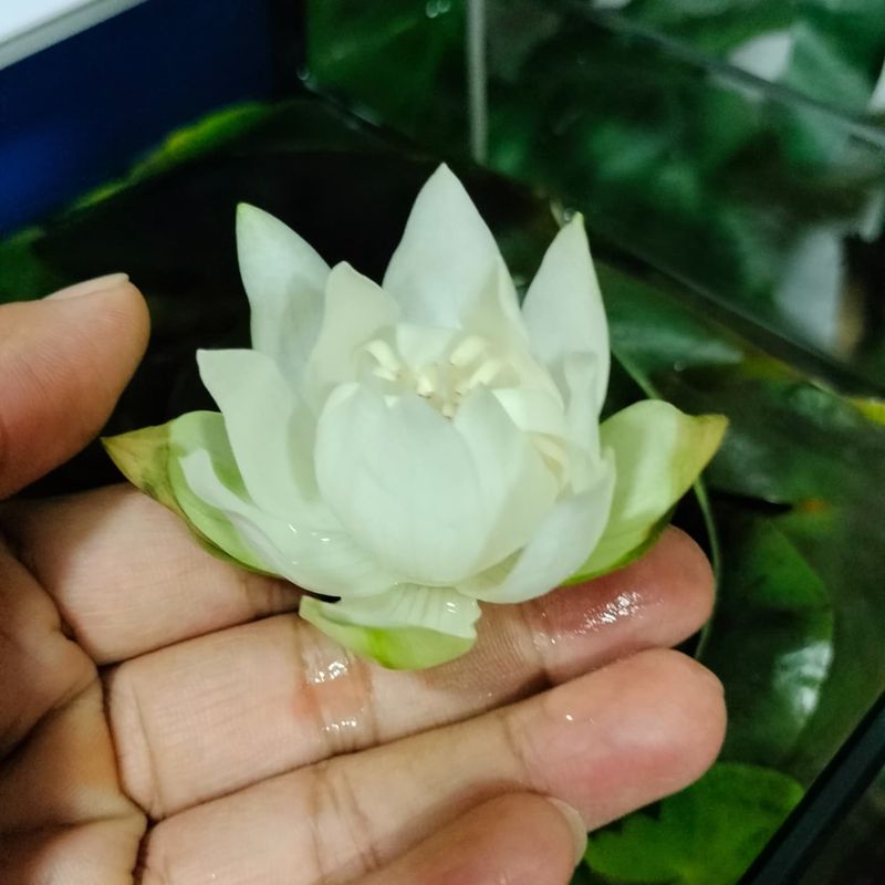Night-Blooming Water Lily: Bayou Midnight Marvel