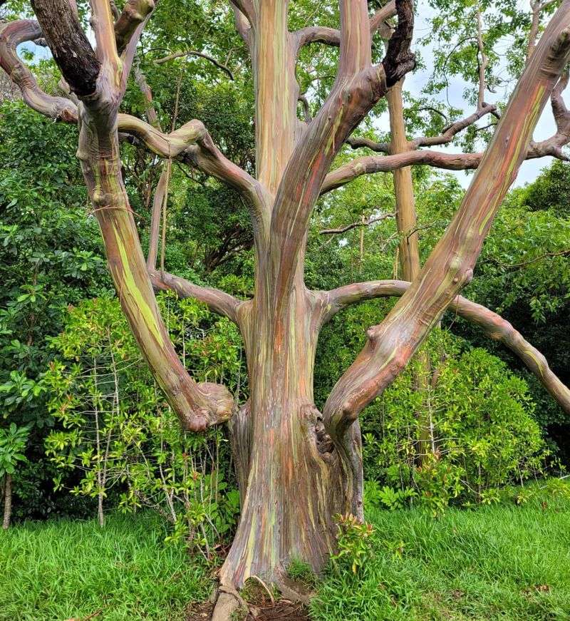 Eucalyptus: Fire Hazard With Toxic Qualities