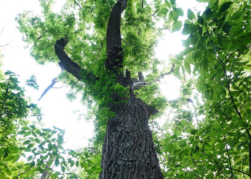 Black Walnut (Juglans nigra)