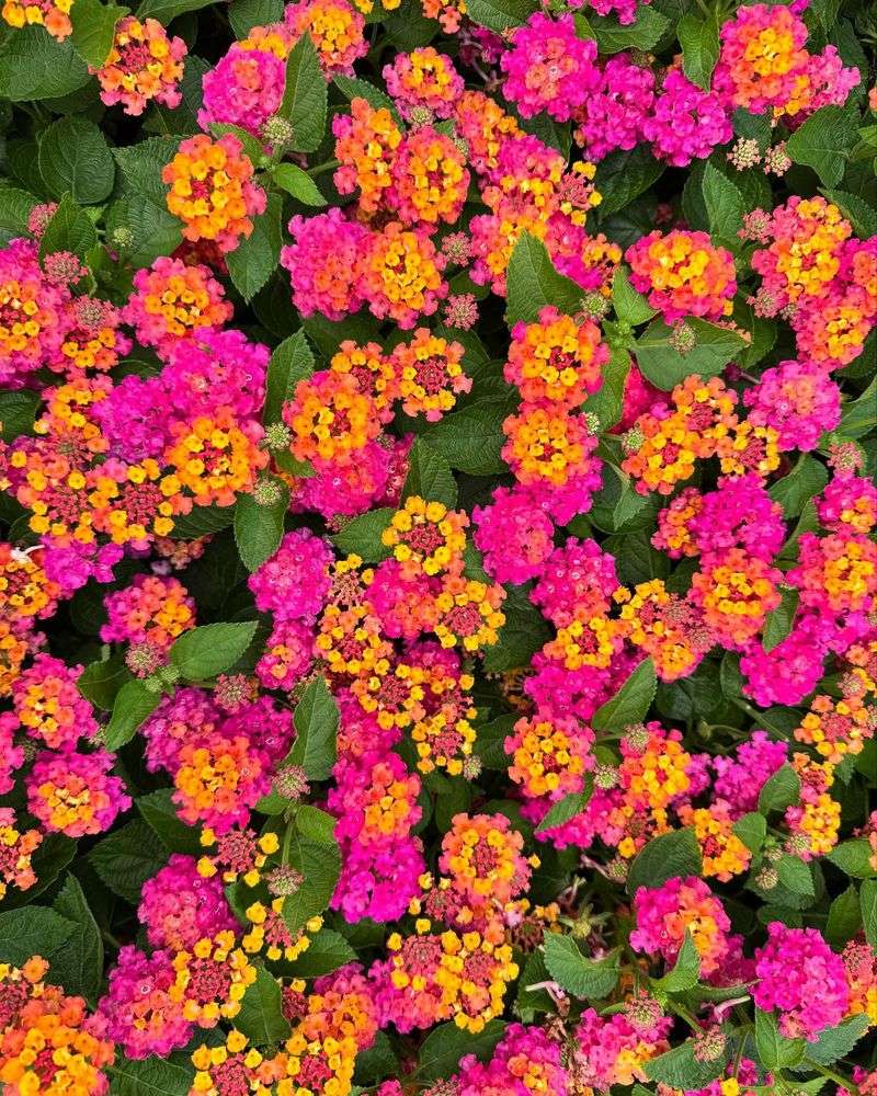 Lantana: Heat-Loving Color Wheels