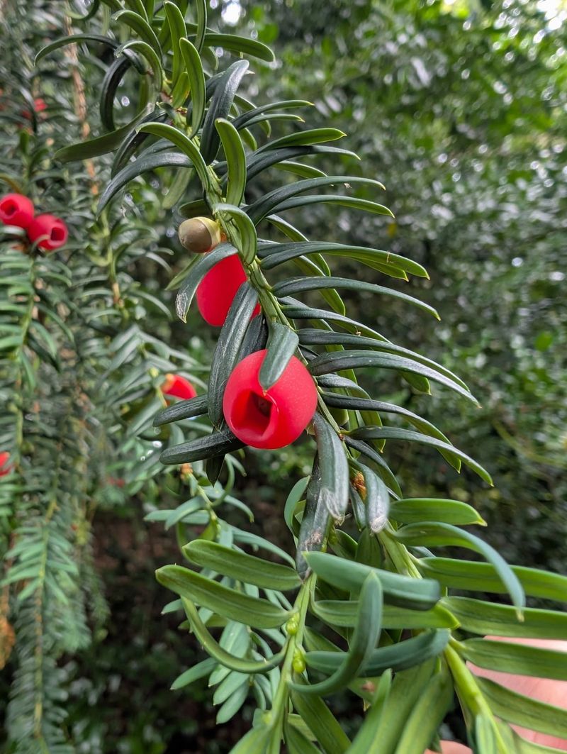 Yew