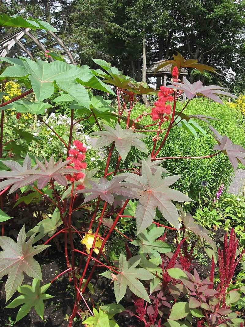 Castor Bean: Hidden Killer