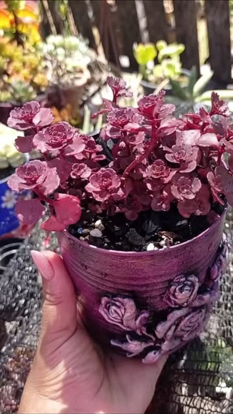 Sedum spurium 'Voodoo' - The Drought-Defying Marvel