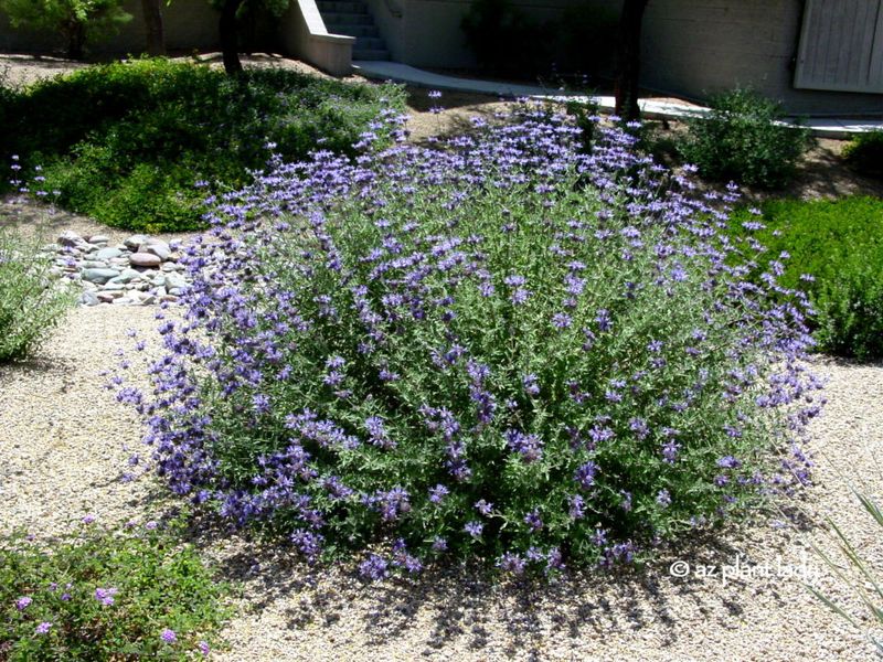 Mexican Bush Sage