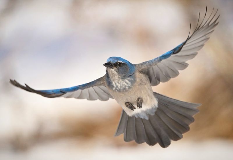 California Scrub-Jay: The Bold Blue Sentinel