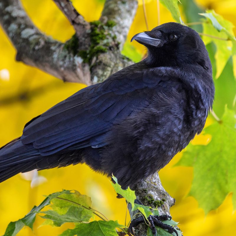 Crows: Feathered Intellectuals