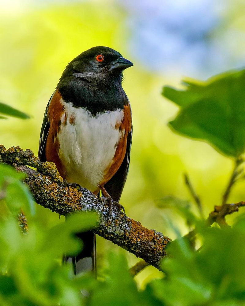 Spotted Towhee