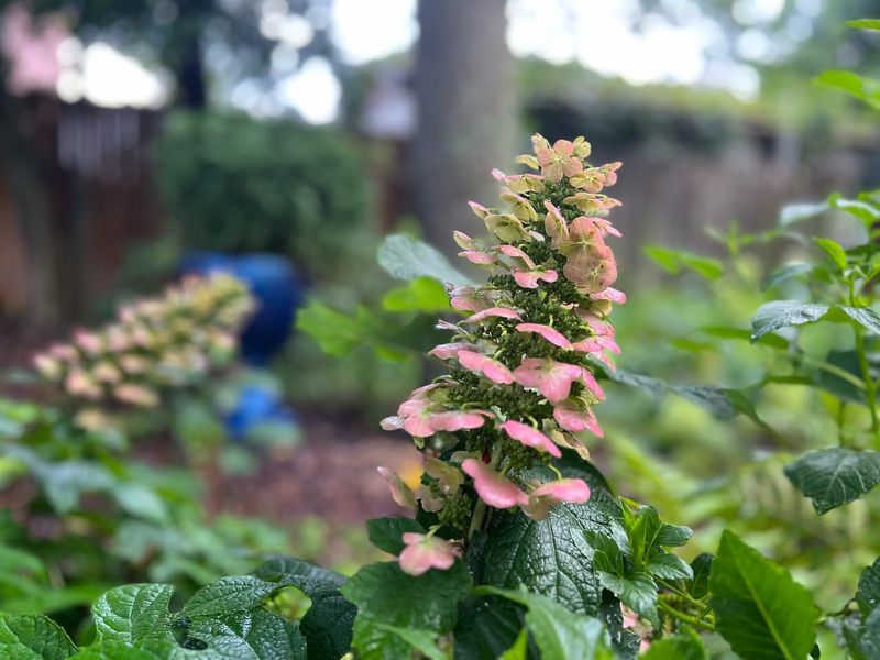 Ruby Slippers Oakleaf Hydrangea