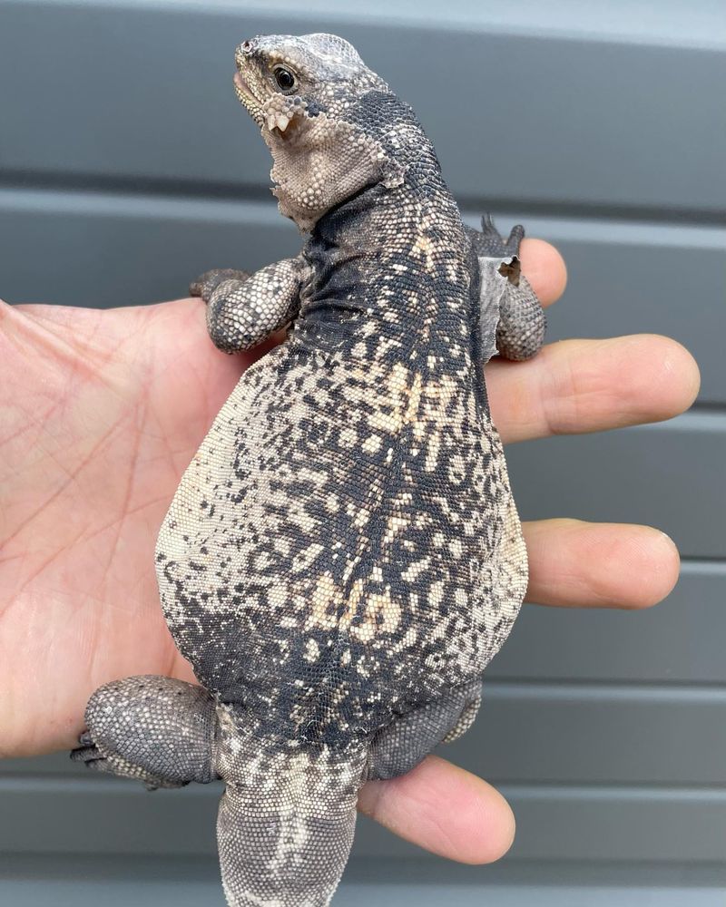 Chuckwalla