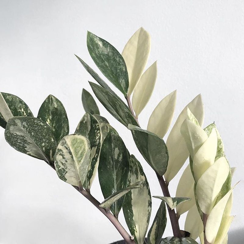 Variegated ZZ Plant: The Impossible-to-Kill Investment