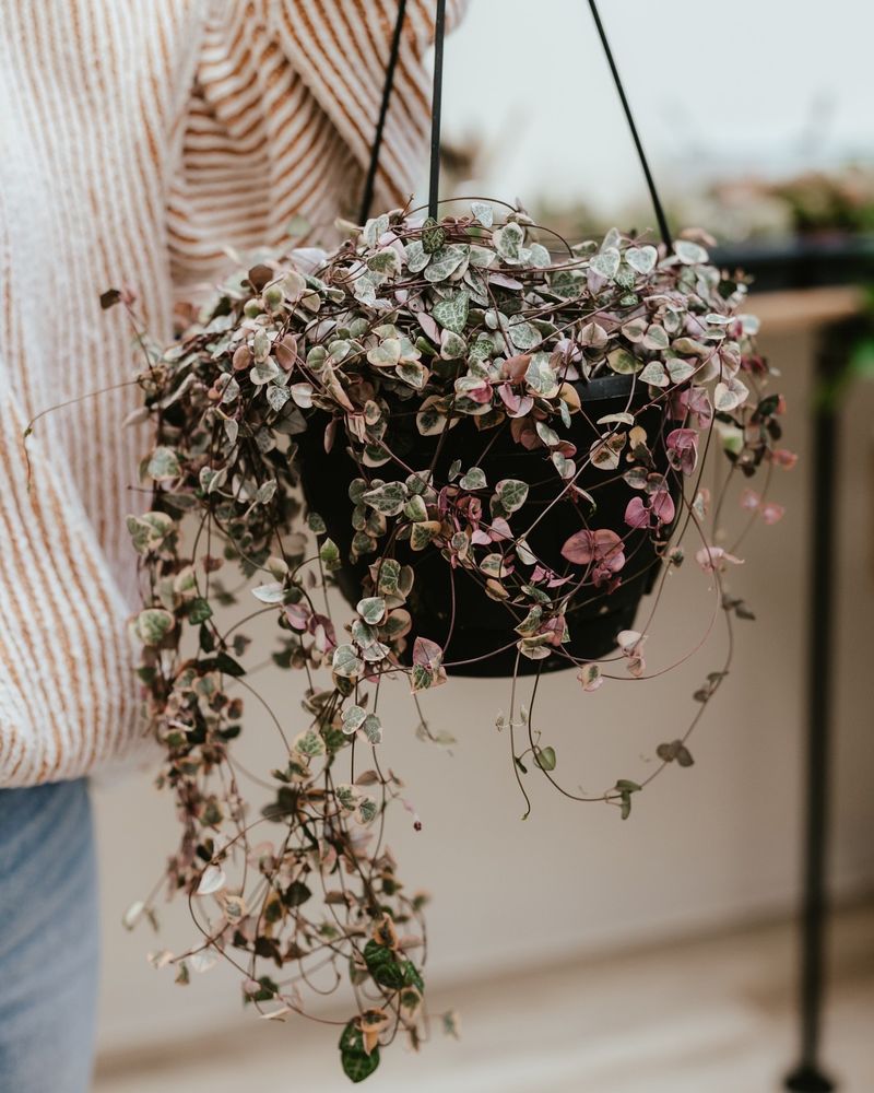 Variegated String Of Hearts: The Trailing Treasure From Grandma's Shelf