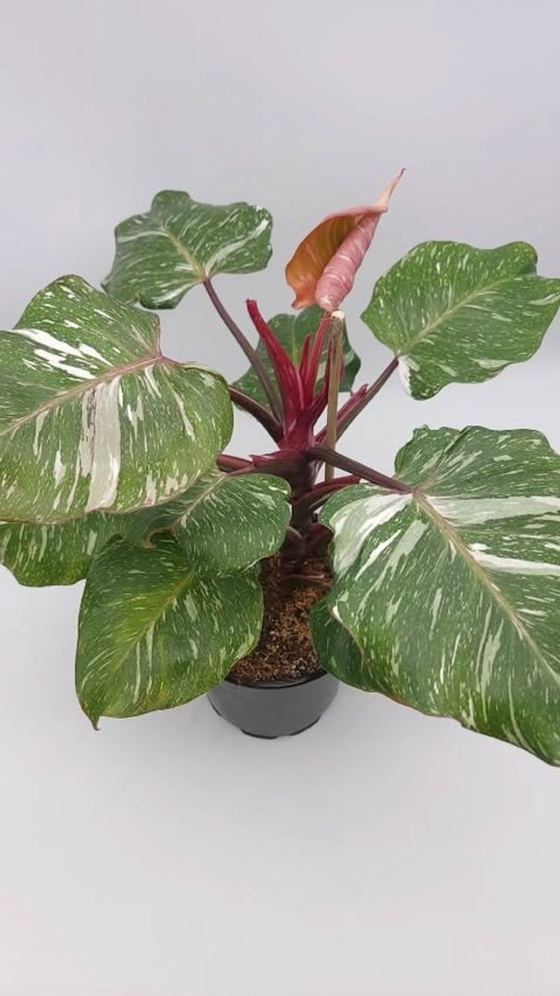 Philodendron White Knight