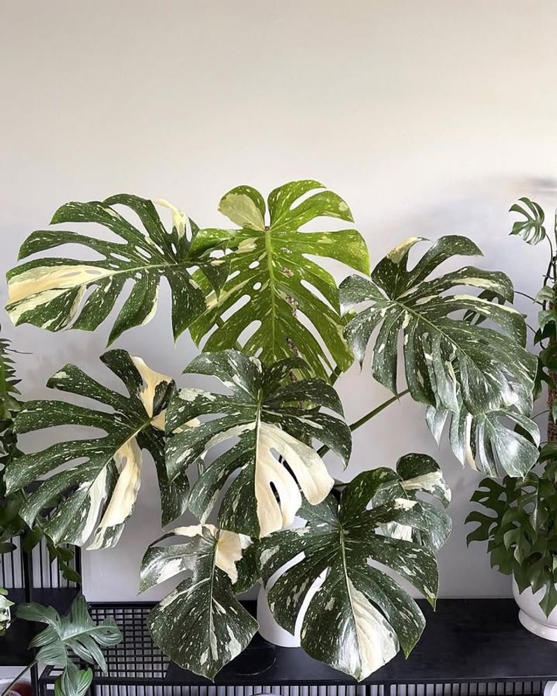 Thai Constellation Monstera