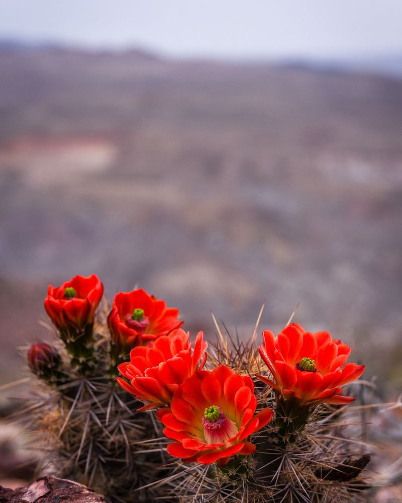 Claret Cup Cactus