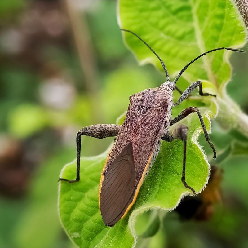 Squash Bugs Destroying Cucumber Family Plants