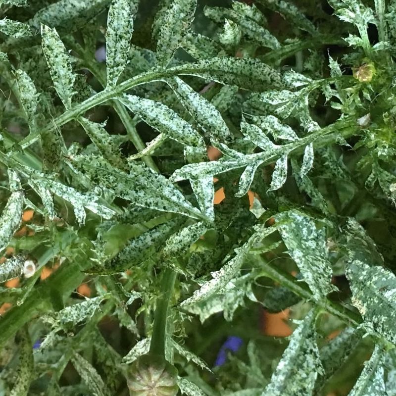 Thrips: Slender Leaf Scratchers