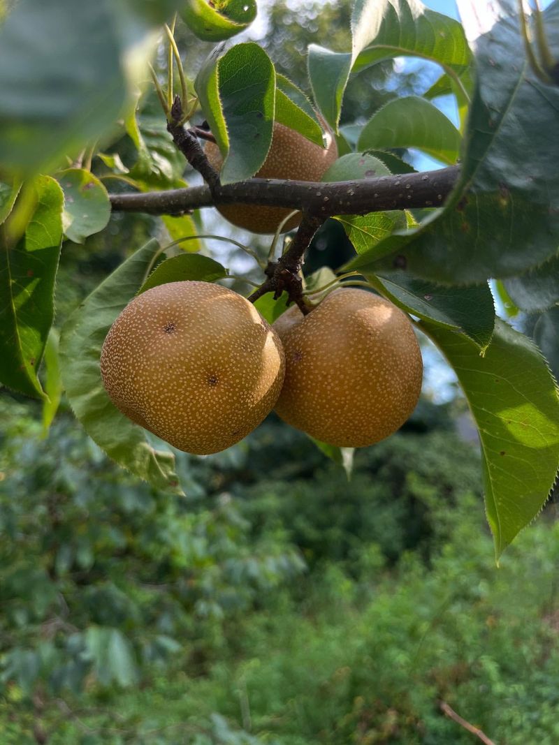 Pear