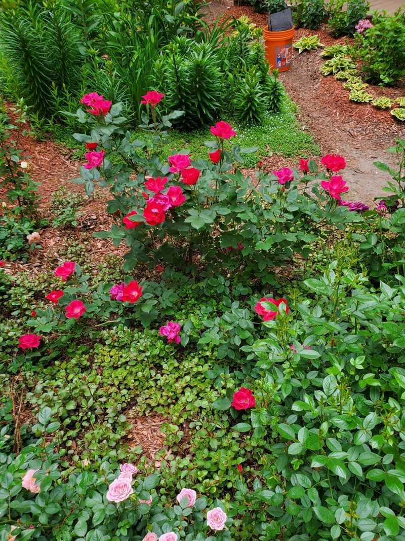 Everblooming Roses
