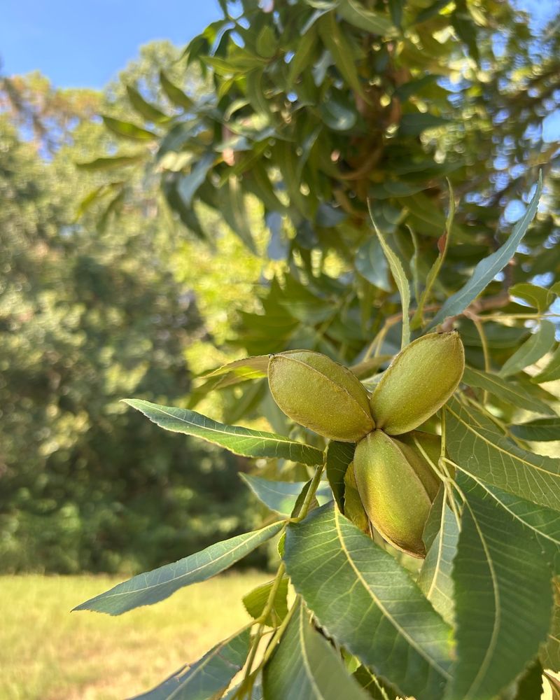 Pecan Trees