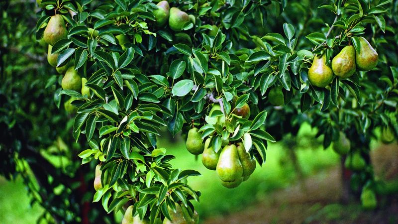 Pear