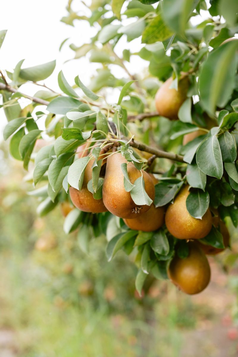 Pears