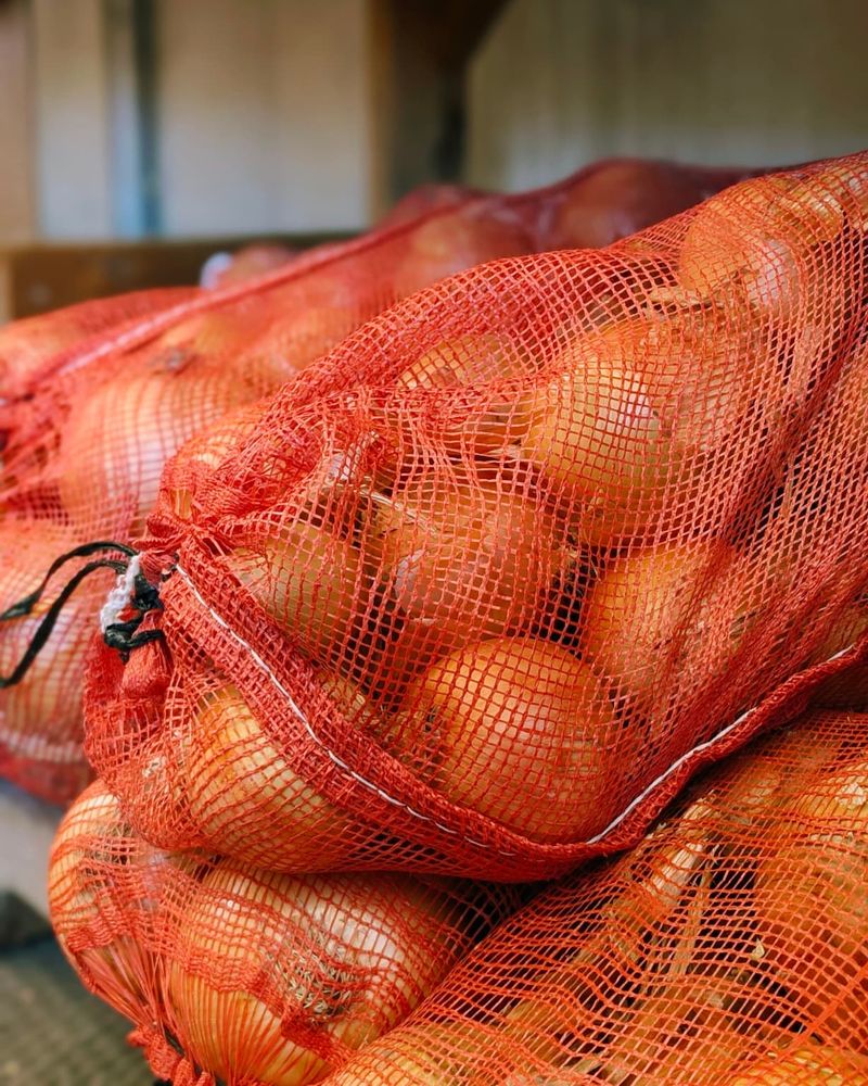 Onions: Properly Cured For Winter Meals