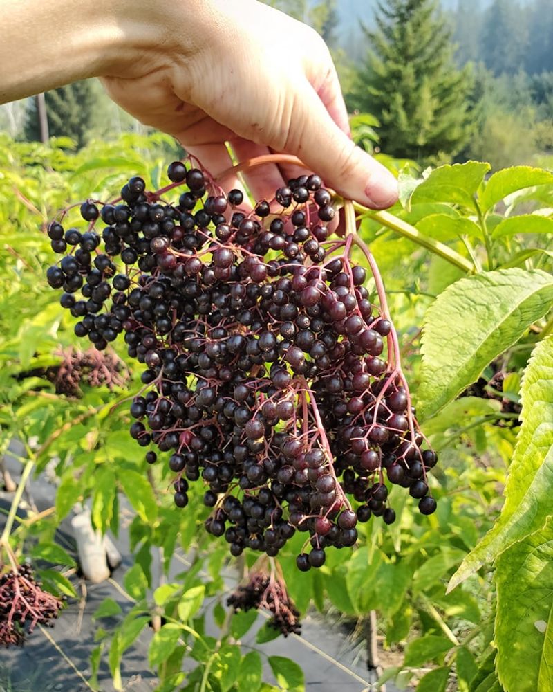 Elderberry: Native Superfruit For Carolina Gardens