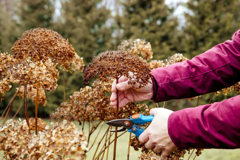 Prune With Purpose, Not Habit