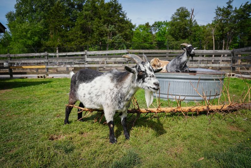 Introduce Goats (Temporarily)