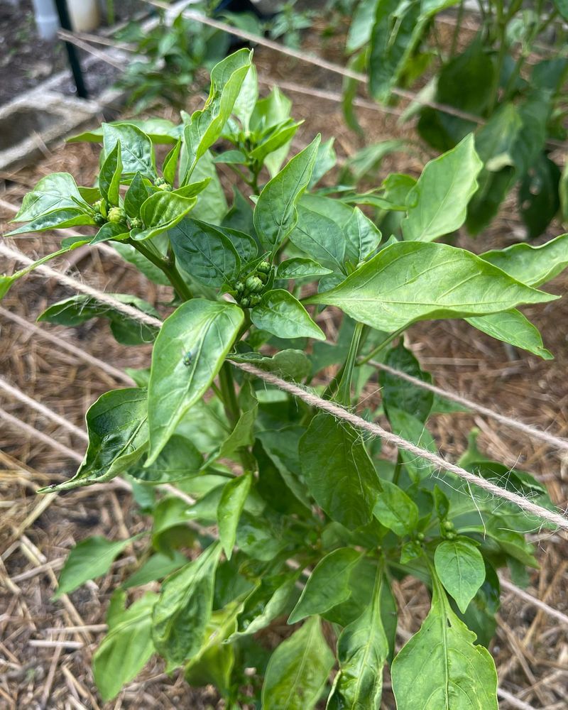 Reduce Watering Gradually