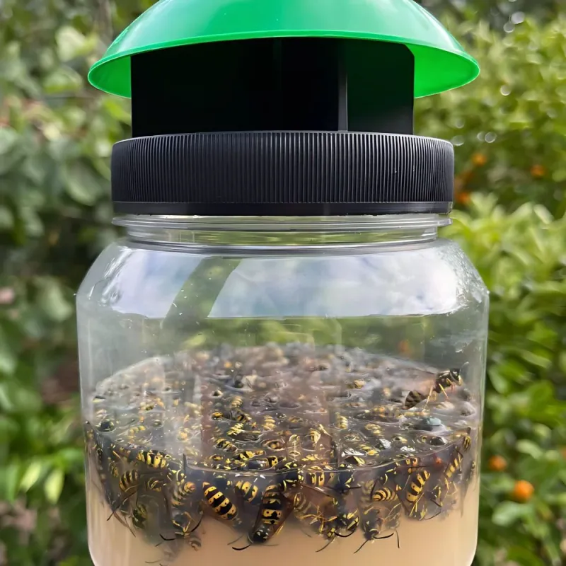 Create A Designated Wasp Feeding Station