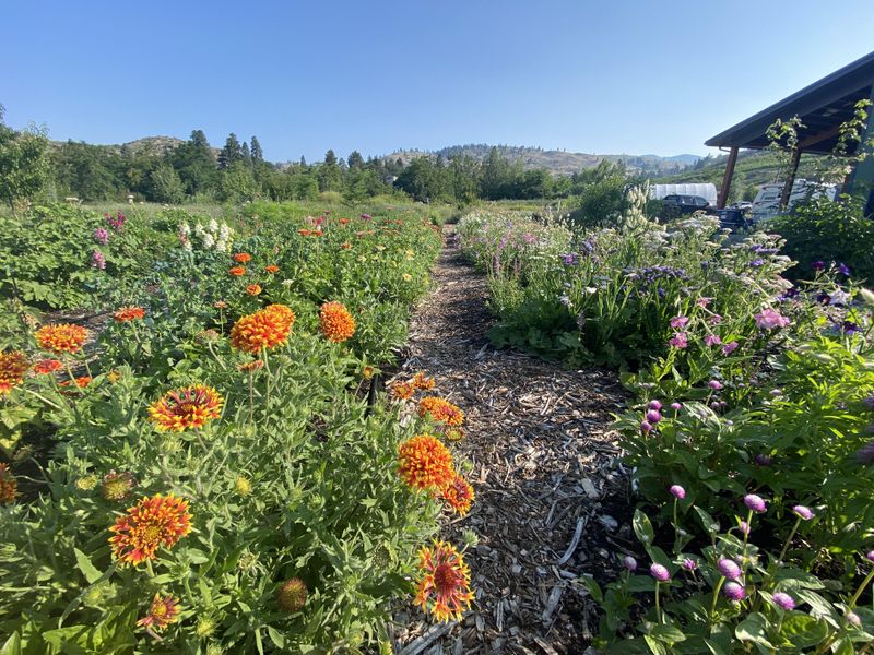 Plan for Succession Blooms